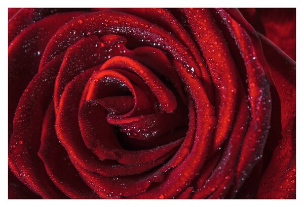 Slika - Crvena ruža s kapljicama rose (90x60 cm)
