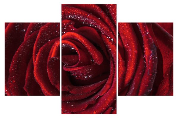 Slika - Crvena ruža s kapljicama rose (90x60 cm)