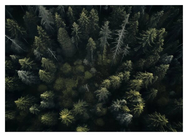 Slika - Šuma (70x50 cm)