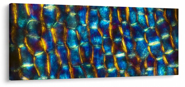 Slika - Stanične stijenke (120x50 cm)
