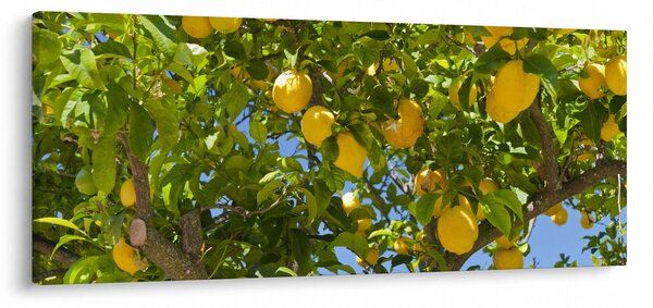 Slika - Limun (120x50 cm)