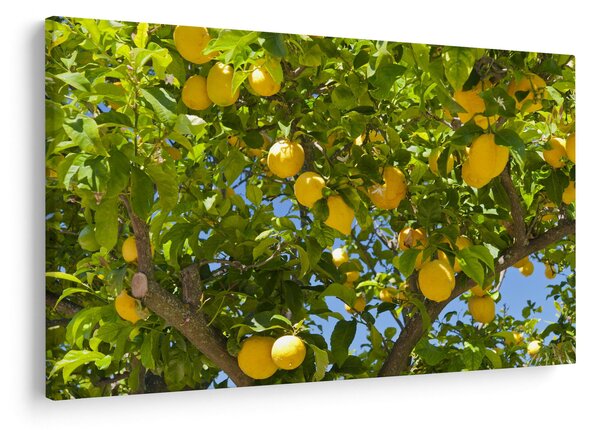 Slika - Limun (90x60 cm)
