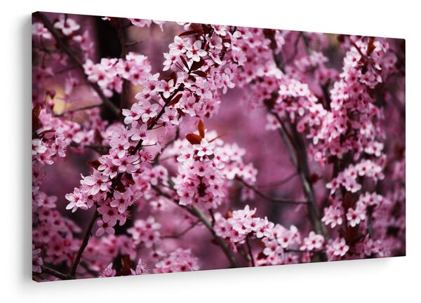 Slika - Ružičasta sakura (90x60 cm)