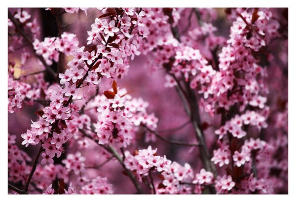 Slika - Ružičasta sakura (90x60 cm)