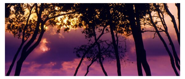Slika - Drveće u zalasku sunca (120x50 cm)