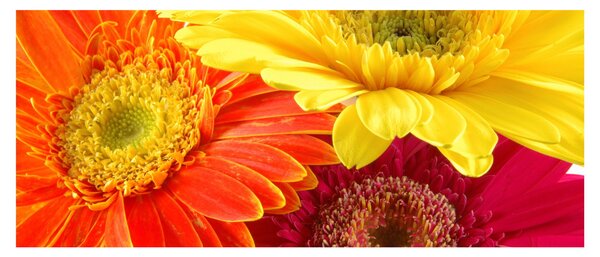 Slika - Cvijeće Gerbery (120x50 cm)