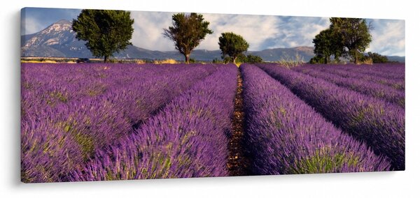 Slika - Polje lavande i planine (120x50 cm)