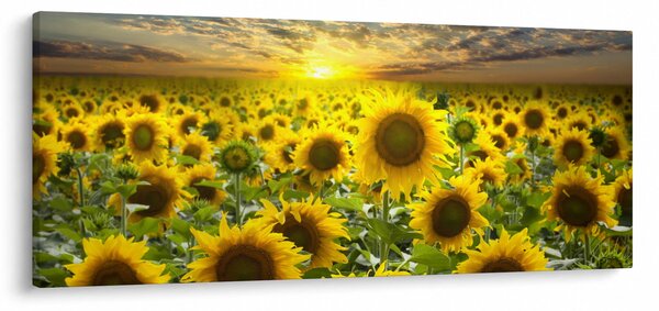 Slika - Suncokreti na zalasku sunca (120x50 cm)