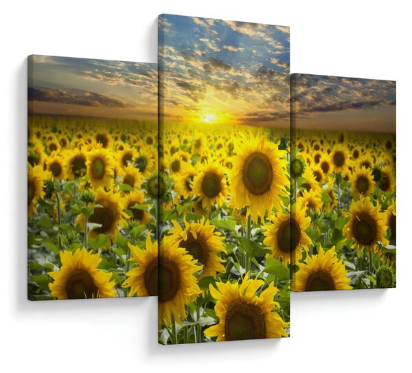 Slika - Suncokreti na zalasku sunca (90x60 cm)