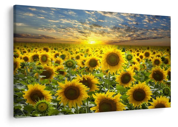 Slika - Suncokreti na zalasku sunca (90x60 cm)