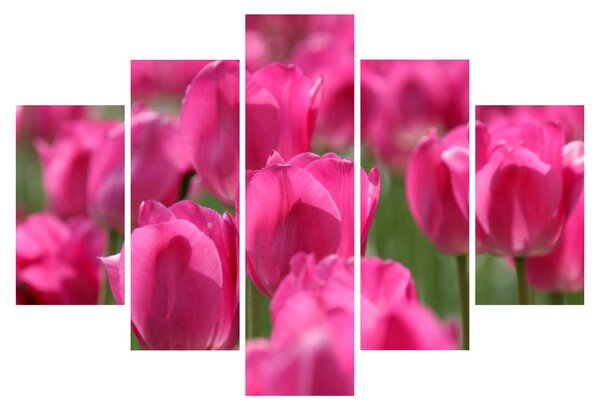 Slika - Ružičasti tulipani (150x105 cm)