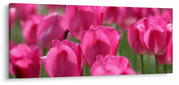 Slika - Ružičasti tulipani (120x50 cm)