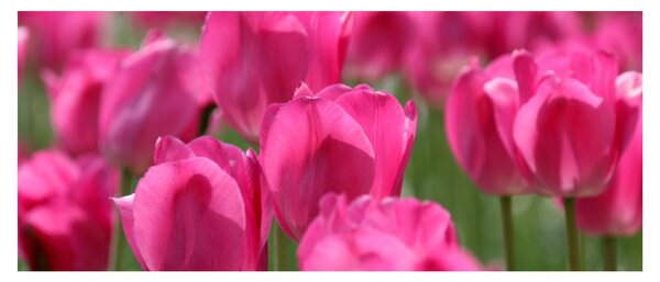 Slika - Ružičasti tulipani (120x50 cm)