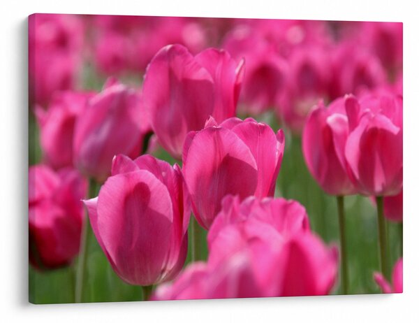 Slika - Ružičasti tulipani (70x50 cm)