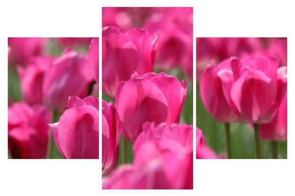 Slika - Ružičasti tulipani (90x60 cm)