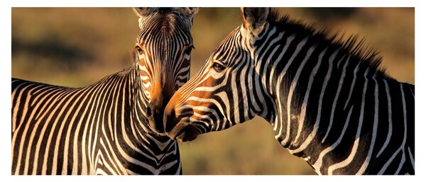 Slika - Dvije zebre (120x50 cm)