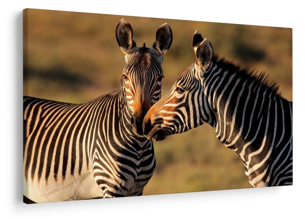 Slika - Dvije zebre (90x60 cm)