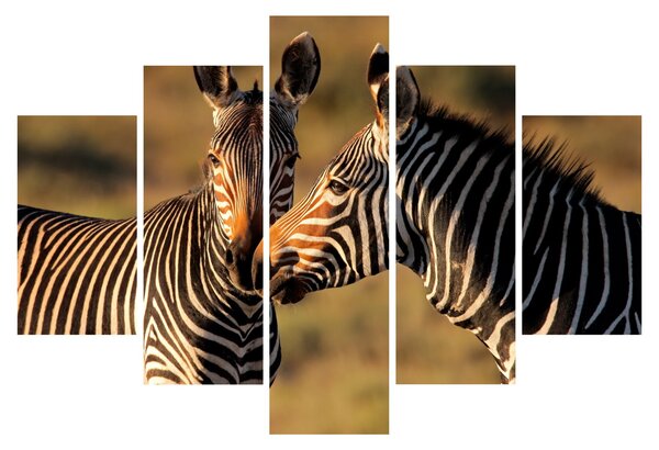 Slika - Dvije zebre (150x105 cm)