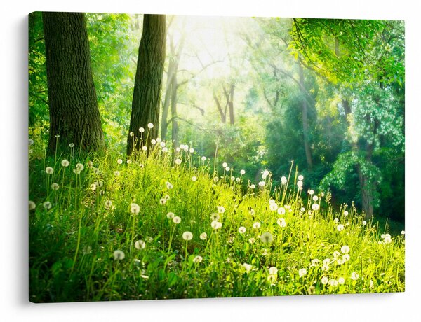 Slika - Čarobna livada puna maslačaka (70x50 cm)