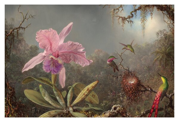 Slika - Martin Johnson Heade, Cattleya Orchid and Three Hummingbirds, reprodukcije (90x60 cm)
