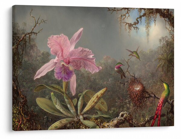 Slika - Martin Johnson Heade, Cattleya Orchid and Three Hummingbirds, reprodukcije (70x50 cm)