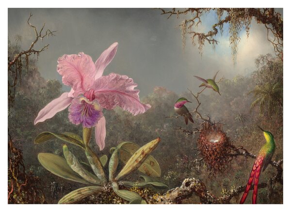 Slika - Martin Johnson Heade, Cattleya Orchid and Three Hummingbirds, reprodukcije (70x50 cm)