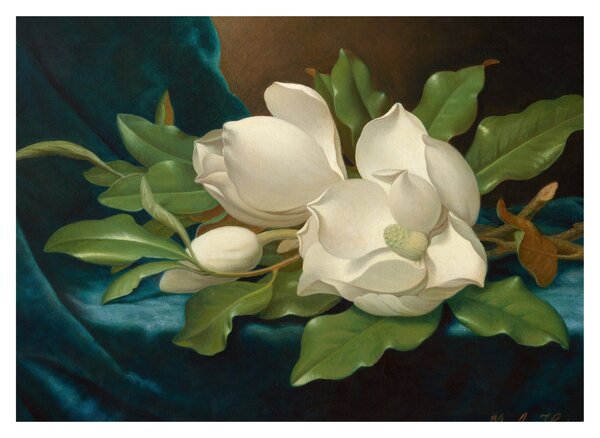 Slika - Martin Johnson Heade, Giant Magnolias on a Blue Velvet Cloth, reprodukcije (70x50 cm)