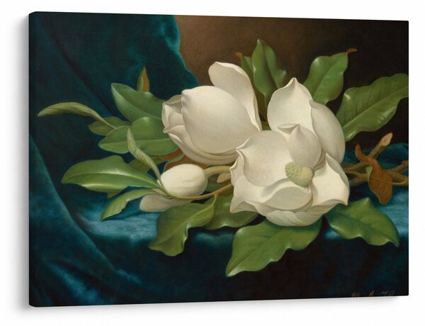 Slika - Martin Johnson Heade, Giant Magnolias on a Blue Velvet Cloth, reprodukcije (70x50 cm)