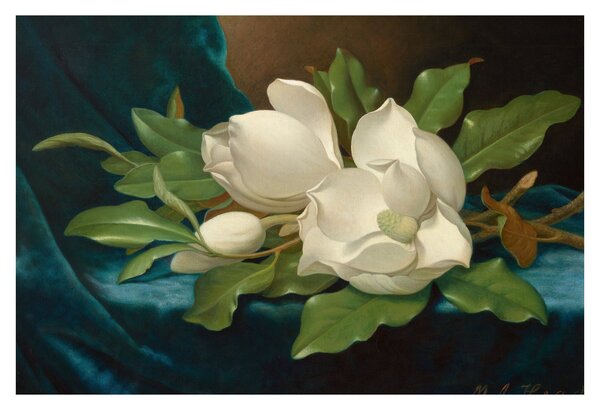 Slika - Martin Johnson Heade, Giant Magnolias on a Blue Velvet Cloth, reprodukcije (90x60 cm)