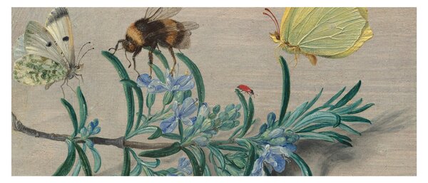 Slika - Jan van Kessel the Elder, Insects and a Sprig of Rosemary, reprodukcije (120x50 cm)