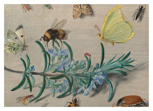 Slika - Jan van Kessel the Elder, Insects and a Sprig of Rosemary, reprodukcije (70x50 cm)