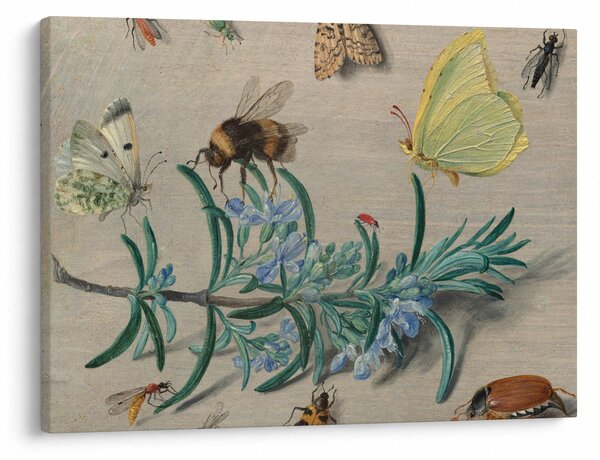 Slika - Jan van Kessel the Elder, Insects and a Sprig of Rosemary, reprodukcije (70x50 cm)