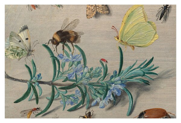Slika - Jan van Kessel the Elder, Insects and a Sprig of Rosemary, reprodukcije (90x60 cm)
