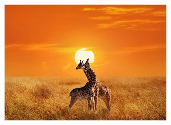 Staklena slika - Žirafe u nacionalnom parku Serengeti (70x50 cm)