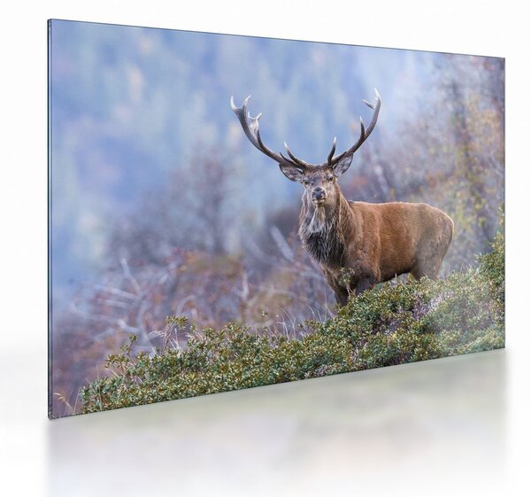 Staklena slika - Jelen u krajoliku (70x50 cm)