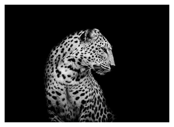 Staklena slika - Leopard (70x50 cm)