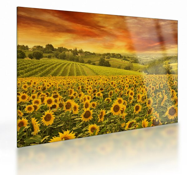 Staklena slika - Polje suncokreta (70x50 cm)