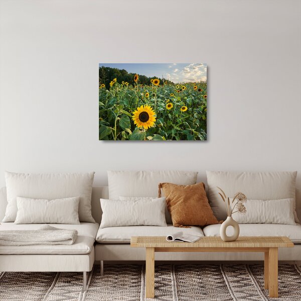 Staklena slika - Polje suncokreta II. (70x50 cm)