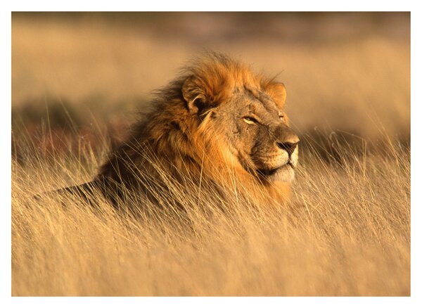Staklena slika - Nacionalni park Etosha (70x50 cm)