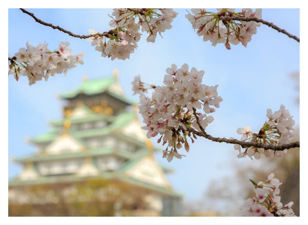 Staklena slika - Sakura (70x50 cm)