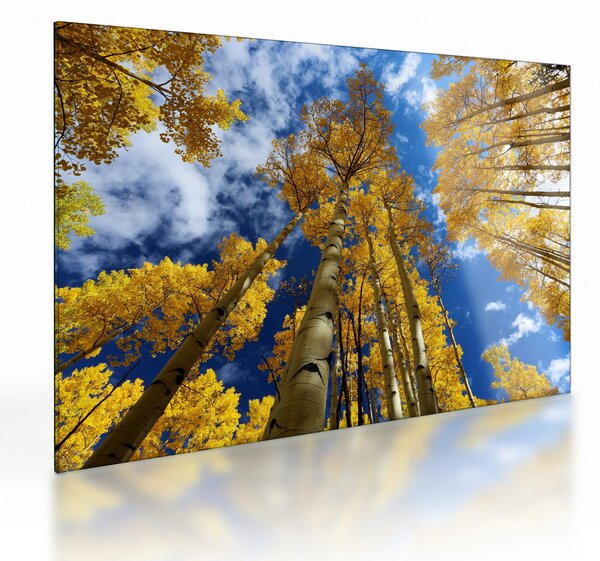 Staklena slika - Aspen (70x50 cm)