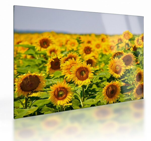 Staklena slika - Suncokreti (70x50 cm)