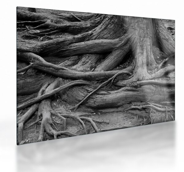 Staklena slika - Korijenje stabla (70x50 cm)