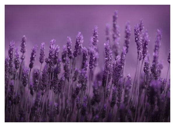 Staklena slika - Lavanda (70x50 cm)