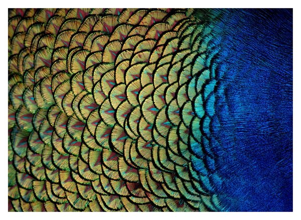 Staklena slika - Paunovo perje (70x50 cm)