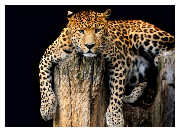 Staklena slika - gepard (70x50 cm)