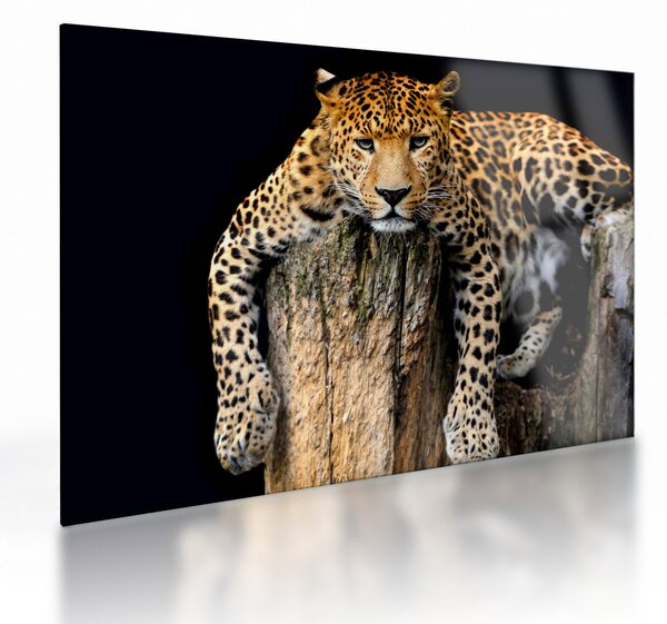 Staklena slika - gepard (70x50 cm)