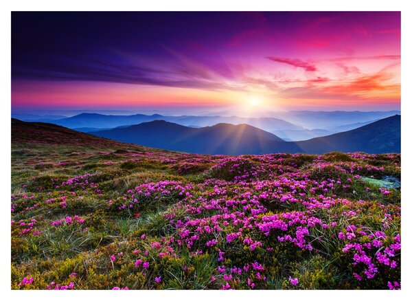 Staklena slika - Planinski cvjetni krajolik (70x50 cm)