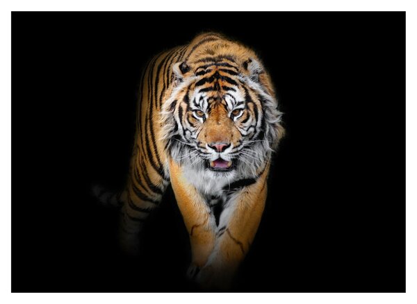 Staklena slika - Tigar (70x50 cm)