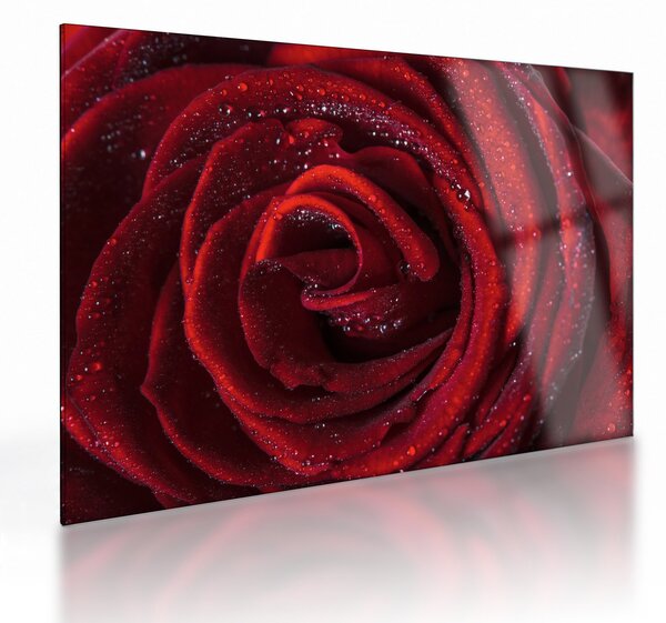 Staklena slika - Crvena ruža s kapljicama rose (70x50 cm)